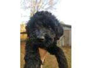 Goldendoodle Puppy for sale in Purvis, MS, USA
