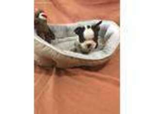 Boston Terrier Puppy for sale in Greensburg, IN, USA