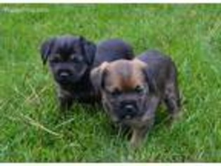 Medium Photo #1 Border Terrier Puppy For Sale in Greeley, CO, USA