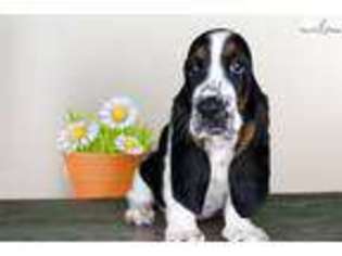 Basset Hound Puppy for sale in Saint George, UT, USA