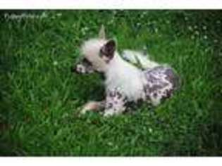 Chinese Crested Puppy for sale in Belmont, NC, USA