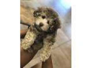 Mutt Puppy for sale in Olive Branch, MS, USA