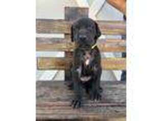 Great Dane Puppy for sale in Las Vegas, NV, USA