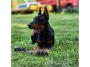 Doberman Pinscher Puppy for sale in Coldwater, MI, USA
