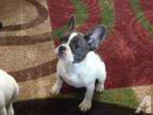 French Bulldog Puppy for sale in MISSOULA, MT, USA