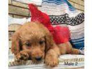 Goldendoodle Puppy for sale in Denton, TX, USA