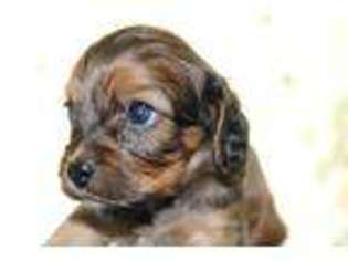 Cavapoo Puppy for sale in ELK CITY, KS, USA