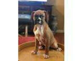 Boxer Puppy for sale in Hackettstown, NJ, USA