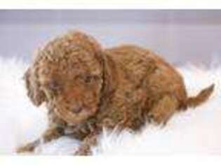 Goldendoodle Puppy for sale in Berryville, AR, USA