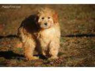 Labradoodle Puppy for sale in Bristol, IN, USA