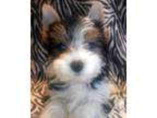 Yorkshire Terrier Puppy for sale in GRAND JUNCTION, CO, USA