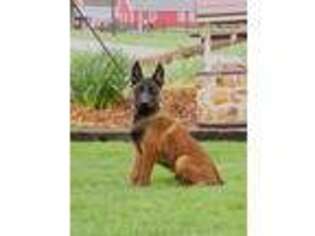 Belgian Malinois Puppy for sale in Honey Brook, PA, USA