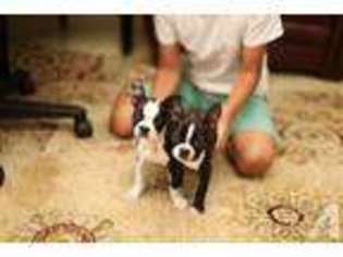 Boston Terrier Puppy for sale in SEATTLE, WA, USA
