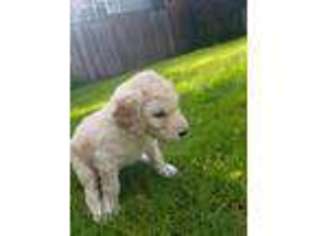 Labradoodle Puppy for sale in Newberg, OR, USA