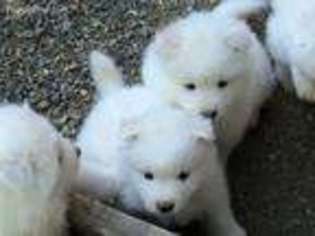 Samoyed Puppy for sale in Kent, WA, USA