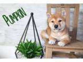 Shiba Inu Puppy for sale in Bernville, PA, USA