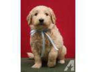 Goldendoodle Puppy for sale in LA SALLE, MI, USA
