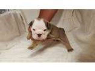 Bulldog Puppy for sale in Nebraska City, NE, USA