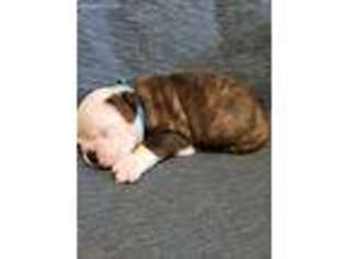 Olde English Bulldogge Puppy for sale in New Paris, IN, USA