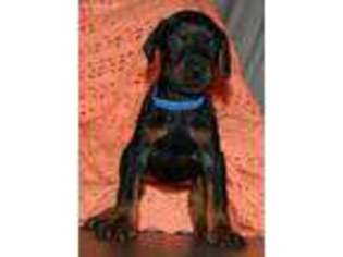 Doberman Pinscher Puppy for sale in Akron, OH, USA
