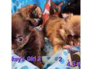 Chihuahua Puppy for sale in Canton, TX, USA