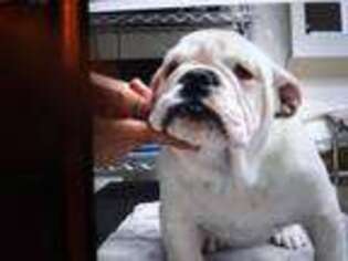 Bulldog Puppy for sale in Toone, TN, USA
