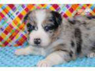 Australian Shepherd Puppy for sale in Fort Worth, TX, USA