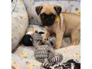 Pug Puppy for sale in West Warwick, RI, USA