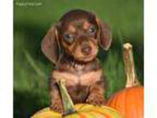 Dachshund Puppy for sale in Danville, PA, USA