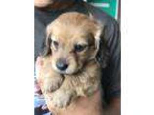 Dachshund Puppy for sale in Hempstead, TX, USA