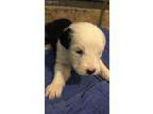 Old English Sheepdog Puppy for sale in Choctaw, OK, USA