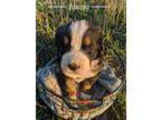 Bernese Mountain Dog Puppy for sale in Bonners Ferry, ID, USA