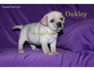 Puggle Puppy for sale in Neosho, MO, USA