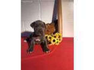 Cane Corso Puppy for sale in Shipshewana, IN, USA