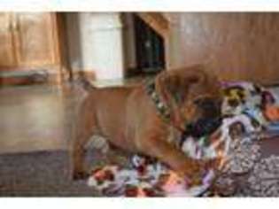 Bullmastiff Puppy for sale in HEMPSTEAD, NY, USA