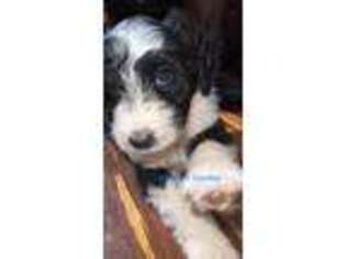 Mutt Puppy for sale in Marble, NC, USA