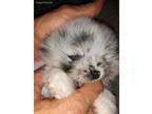 Pomeranian Puppy for sale in Evergreen, CO, USA