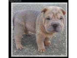 Mutt Puppy for sale in Channelview, TX, USA