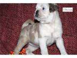 Pug Puppy for sale in Youngstown, OH, USA
