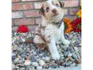 Miniature Australian Shepherd Puppy for sale in Paso Robles, CA, USA