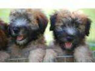 Soft Coated Wheaten Terrier Puppy for sale in Middlebury, CT, USA