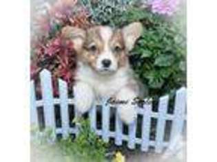 Pembroke Welsh Corgi Puppy for sale in CANTON, OH, USA
