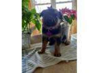 German Shepherd Dog Puppy for sale in Coldwater, MI, USA
