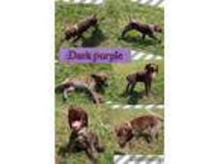 German Shorthaired Pointer Puppy for sale in West Monroe, LA, USA