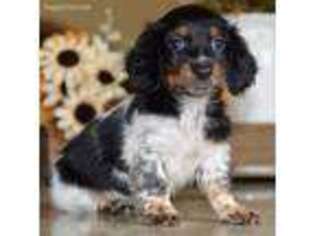 Dachshund Puppy for sale in Anderson, MO, USA