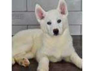 Siberian Husky Puppy for sale in Buckner, MO, USA