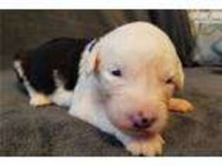 Old English Sheepdog Puppy for sale in Bloomington, IN, USA