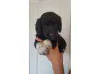 Goldendoodle Puppy for sale in Williston, FL, USA