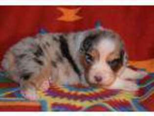 Australian Shepherd Puppy for sale in Goldston, NC, USA