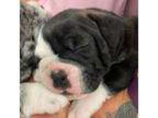 Olde English Bulldogge Puppy for sale in Strongstown, PA, USA